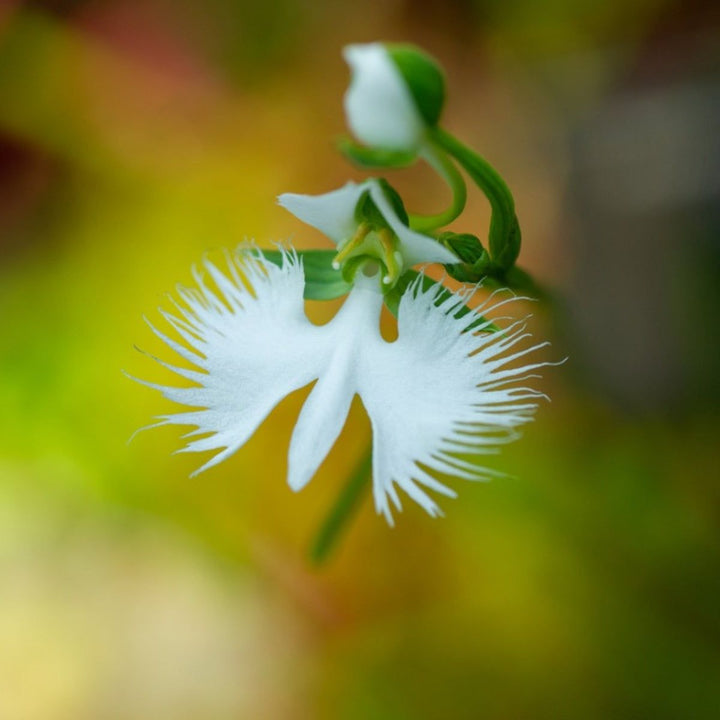 Egret Orchid Flower Seeds – Heirloom, Non-GMO, High Germination Organic Garden Seeds