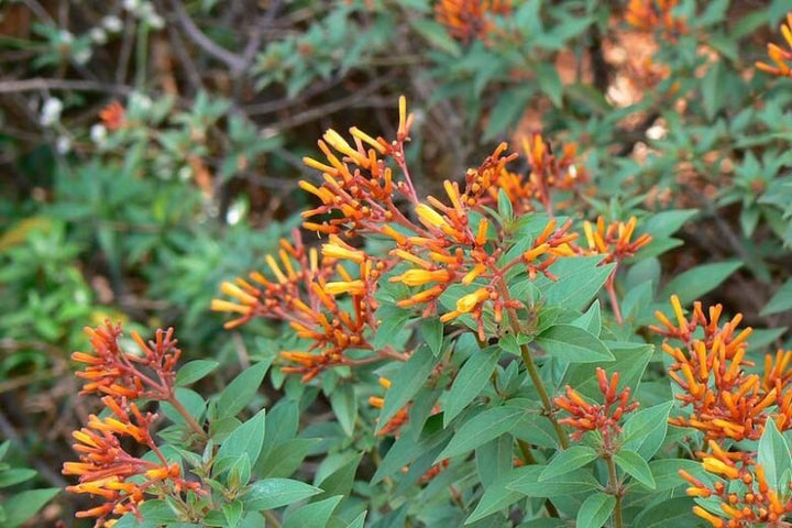 Semillas de flores Hamelia Patens – Reliquia, sin OMG, semillas de alta germinación para plantar
