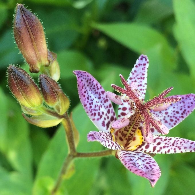 Tricyrtis Flower Seeds Purple White – Heirloom, Non-GMO, High Germination Seeds