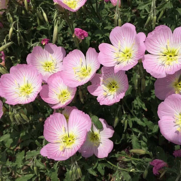 Light Pink Primrose Flower Seeds for Planting – Heirloom Non-GMO High Germination Organic Garden Seeds