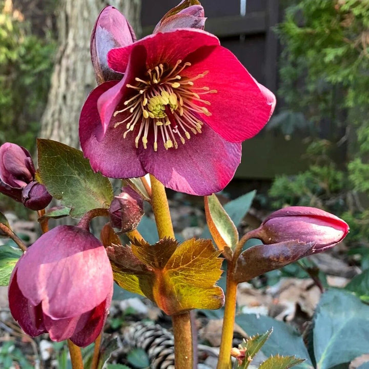 Lenten Rose Flower Seeds – Heirloom, Non-GMO, High Germination Organic Garden Seeds