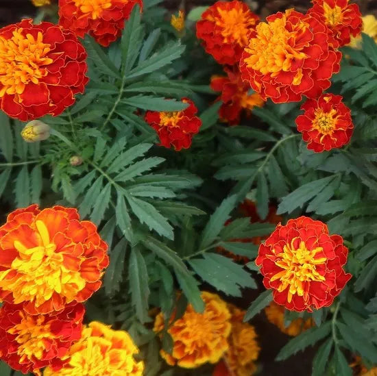 transplantresistantmarigoldstrongbranchingornamentalmarigoldflowerheirloomnongmohighgerminationorganicgarden flower seeds