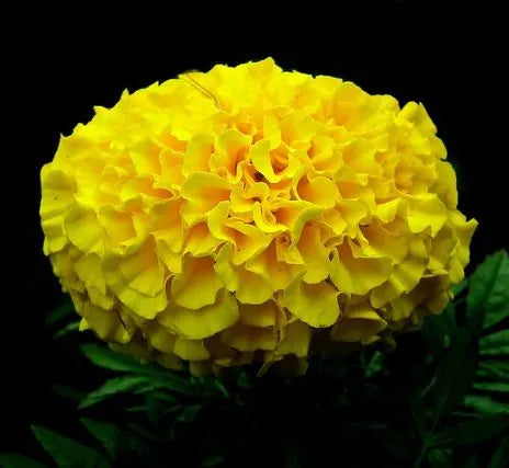 transplantresistantmarigoldyellowflowergardenmarigoldheirloomnongmohighgerminationorganicgarden flower seeds