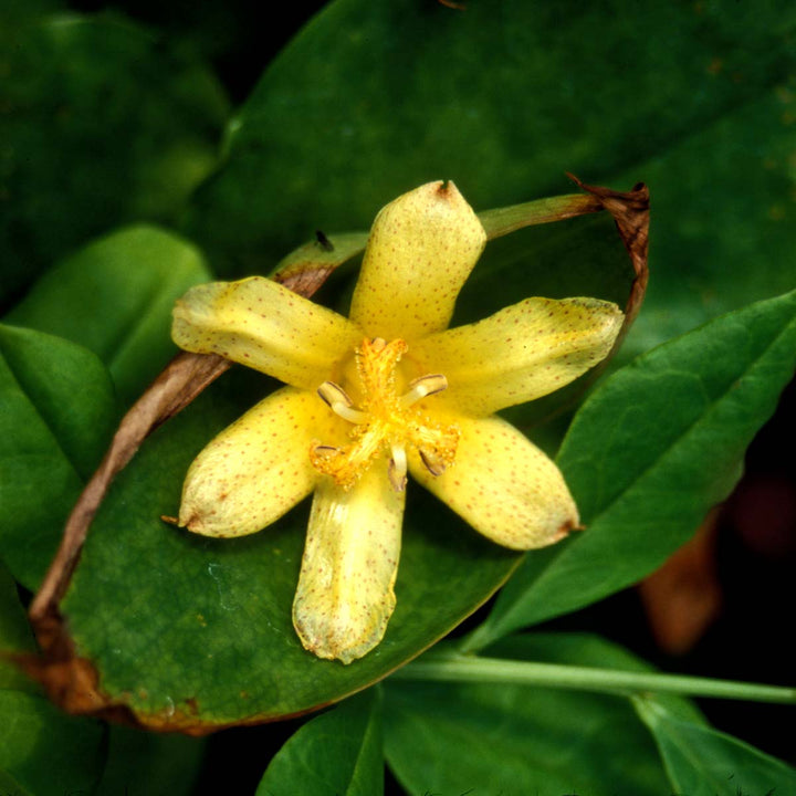 Yellow Tricyrtis Flower Seeds for Planting – Heirloom Non-GMO, High Germination Organic Garden Seeds