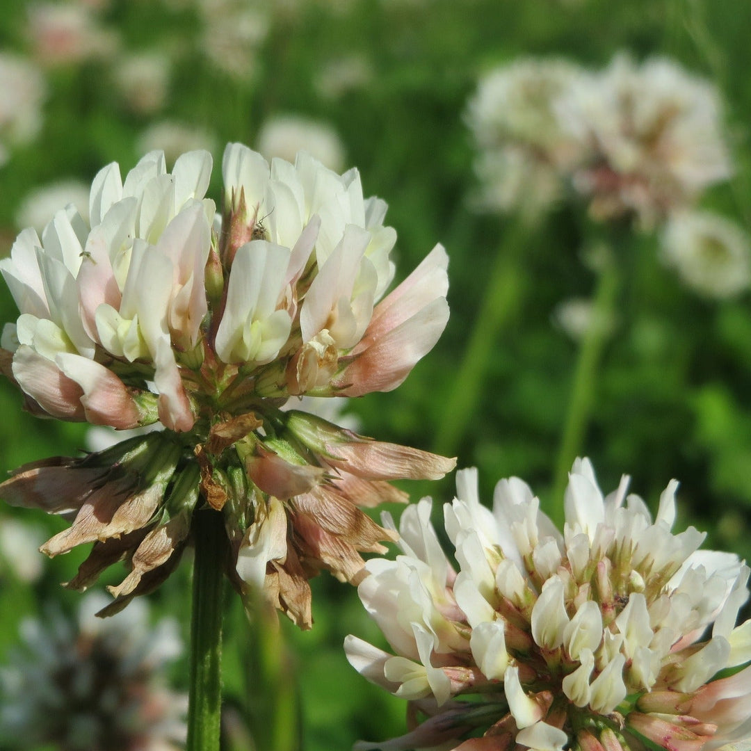 Clover Trifolium herb seeds