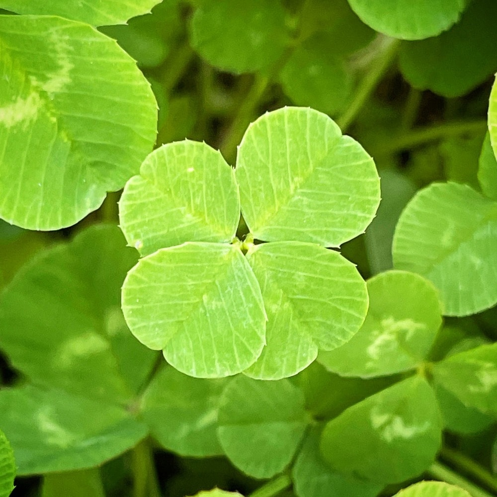 Clover Trifolium herb seeds