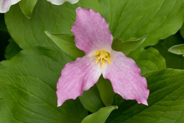 Pink Trillium Flower Seeds – Heirloom, Non-GMO, High Germination Seeds