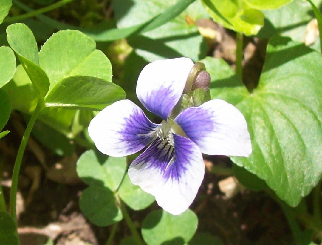 White Purple Penny Blotch Viola Seeds for Planting