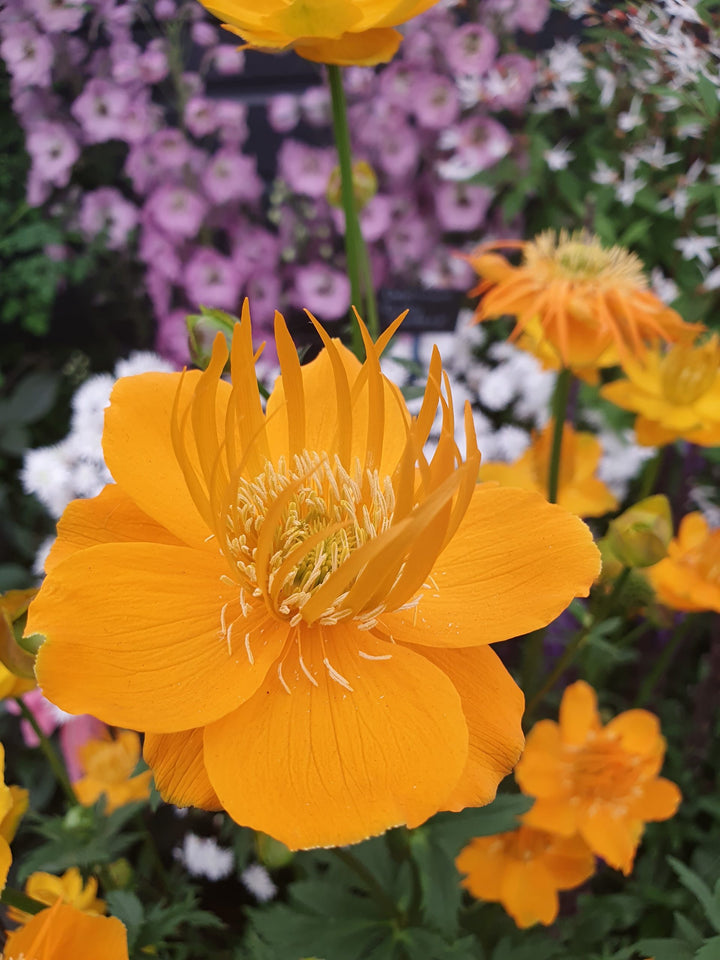 Orange Trollius Flower Seeds – Heirloom, Non-GMO, High Germination Seeds