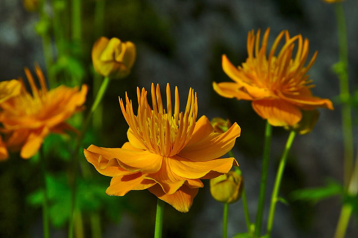 Orange Trollius Ircuticus Flower Seeds for Planting – Heirloom Non-GMO Organic Garden Seeds