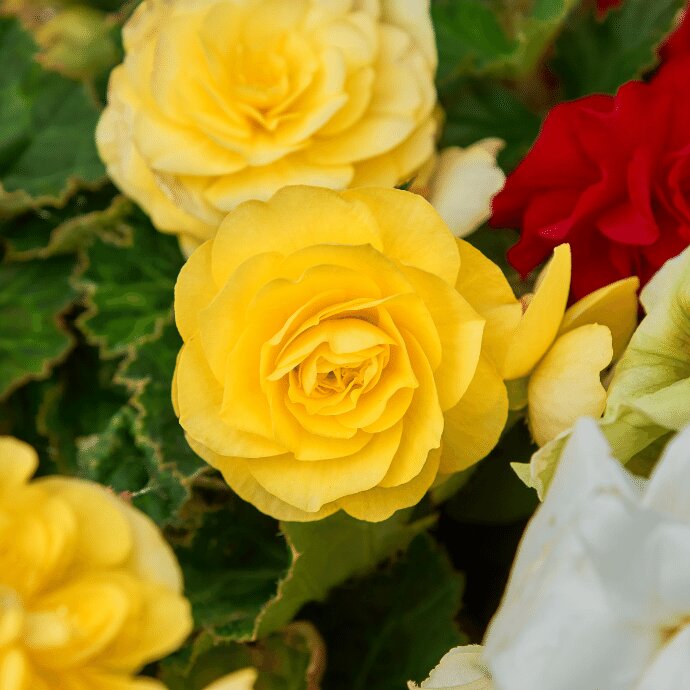 Semillas de flores de begonia tuberosa Mocha amarilla para plantar - Semillas orgánicas reliquia sin OMG