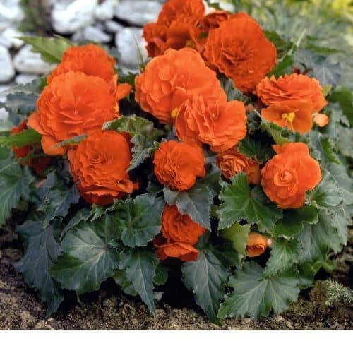 Begonia Rose Flower Seeds Orange for Planting – Heirloom Non-GMO High Germination Organic Seeds
