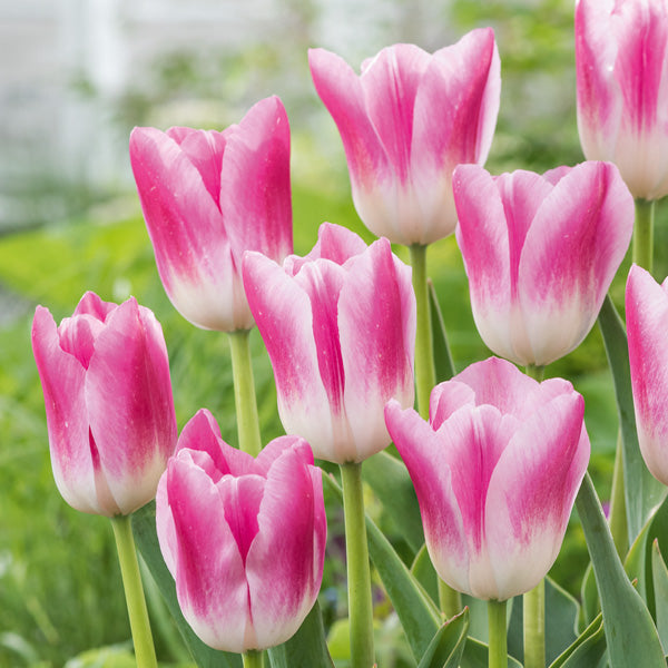 Semillas de flores de tulipán gigante rosa blanco - Heirloom, no modificadas genéticamente, semillas de alta germinación