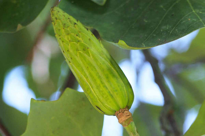 Green Tulip Tree Seeds – Heirloom, Non-GMO, High Germination Seeds for Planting