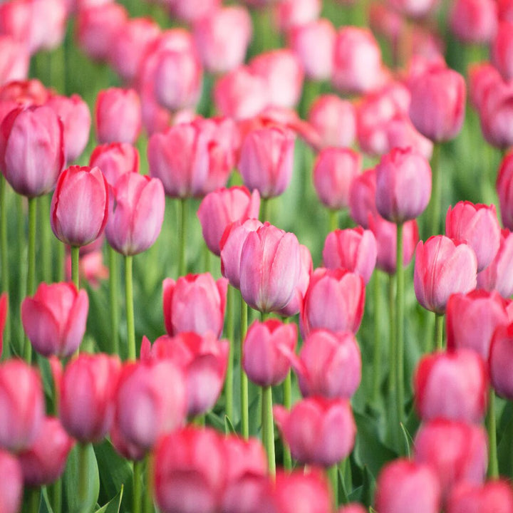 Giant Tulip Flower Seeds Pink Red Heirloom Non-GMO High Germination Seeds