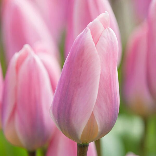 Tulip Flower Seeds Pink for Planting – Heirloom, Non-GMO, High Germination