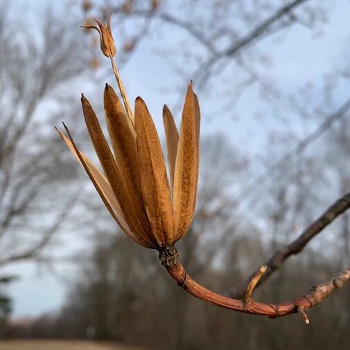Liriodendron Tulipifera Tree Seeds – Heirloom, Non-GMO, High Germination Seeds