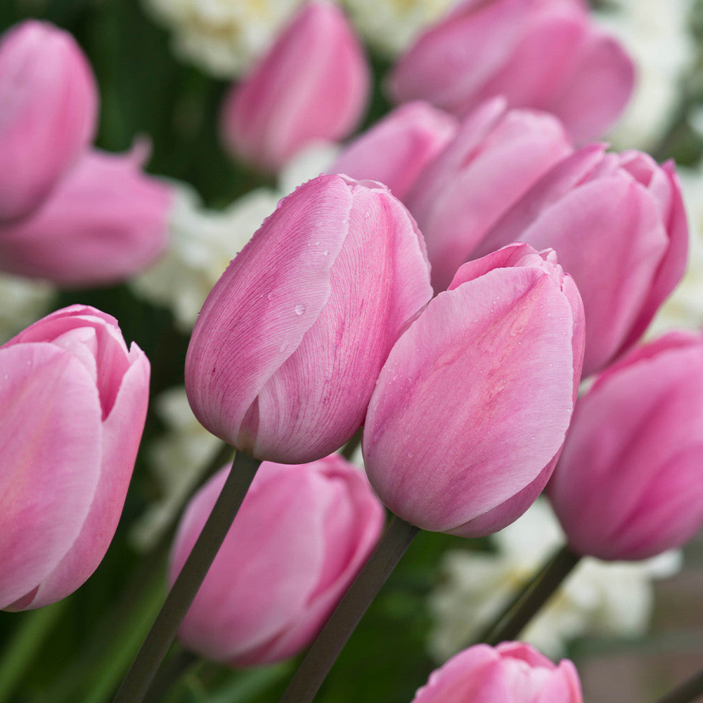 Tulip Flower Seeds Light Pink Seeds – Heirloom Non-GMO High Germination Seeds
