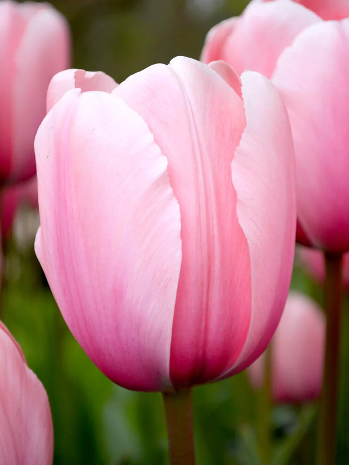 Tulip Flower Seeds Light Pink Seeds – Heirloom Non-GMO High Germination Seeds