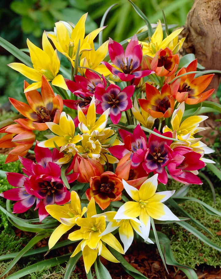 Mixed Tulipa Humilis Flower Seeds – Heirloom, Non-GMO, High Germination Seeds