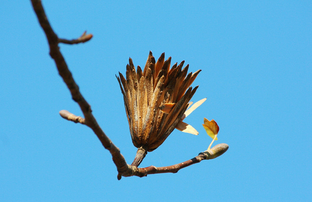 Liriodendron Tulipifera Tree Seeds – Heirloom, Non-GMO, High Germination Seeds