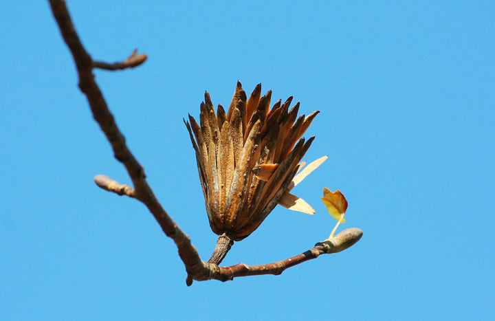 Liriodendron Tulipifera Tree Seeds – Heirloom, Non-GMO, High Germination Seeds