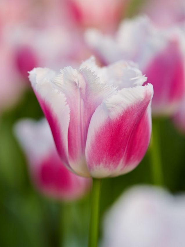 Giant Tulip Flower Seeds Pink White Seeds – Heirloom Non-GMO High Germination Seeds