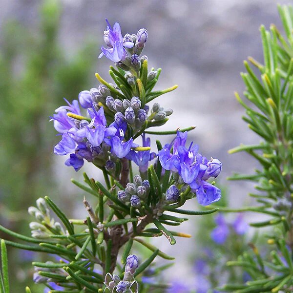 Tuscan Blue Rosemary Herb Seeds – Heirloom, Non-GMO, High Germination Seeds