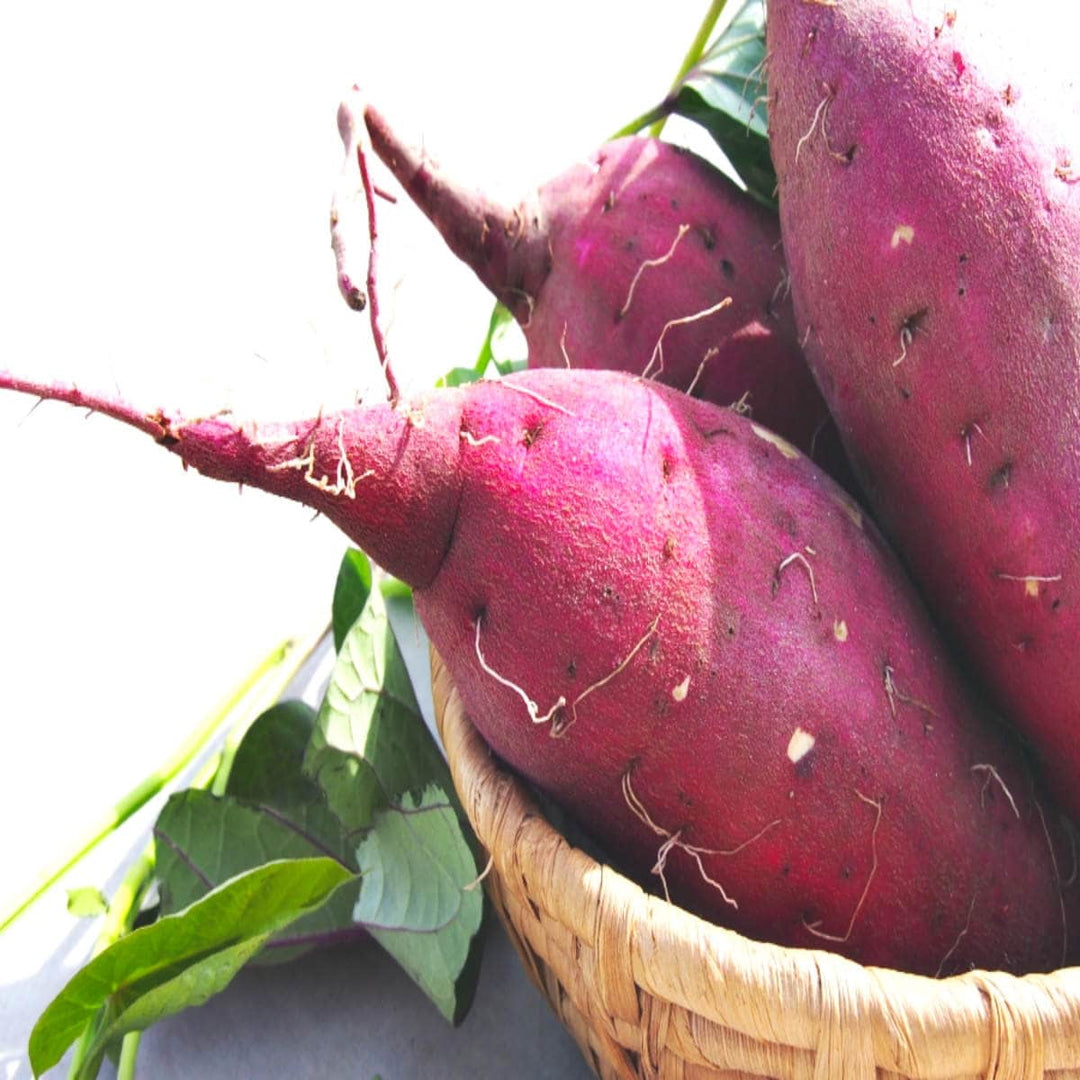 murasaki sweet potato vegetable