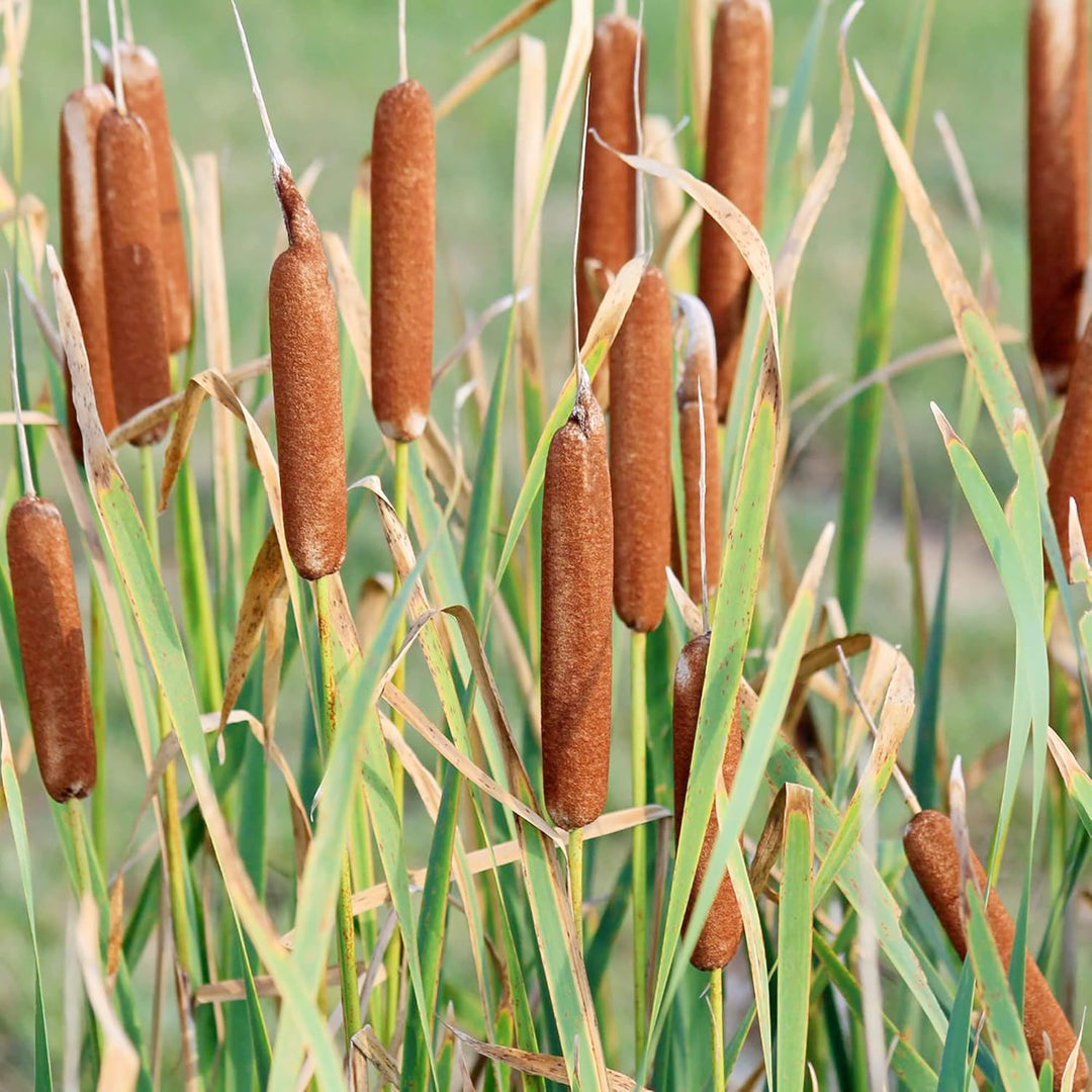 Common Bulrush herb seeds