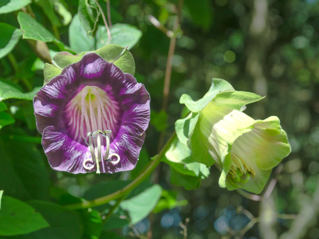 Cobaea Purple Flower Seeds for Planting Heirloom Non-GMO High Germination Organic Garden Seeds