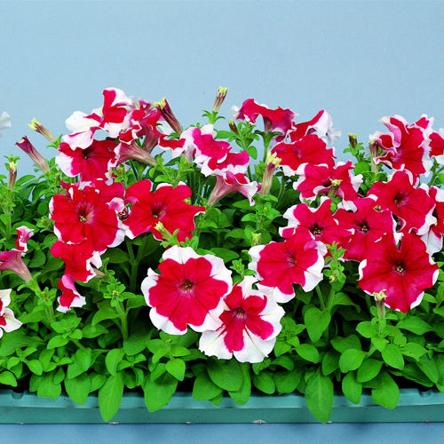 petunia hulahoop flower seeds
