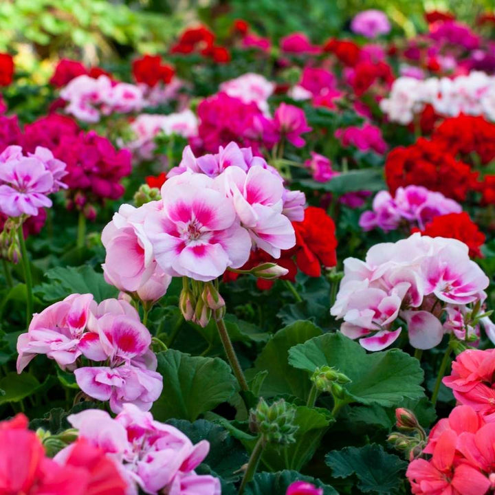 Mixed Geranium Flower Seeds – Heirloom, Non-GMO, High Germination Seeds