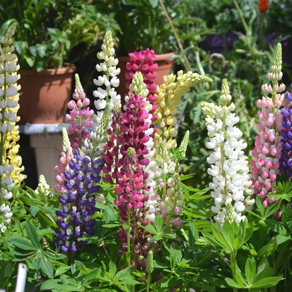 Mixed Lupine Flower Seeds – Heirloom, Non-GMO, High Germination Seeds