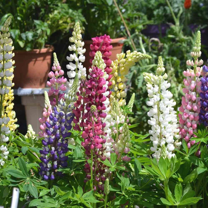 Mixed Lupine Flower Seeds – Heirloom, Non-GMO, High Germination Seeds