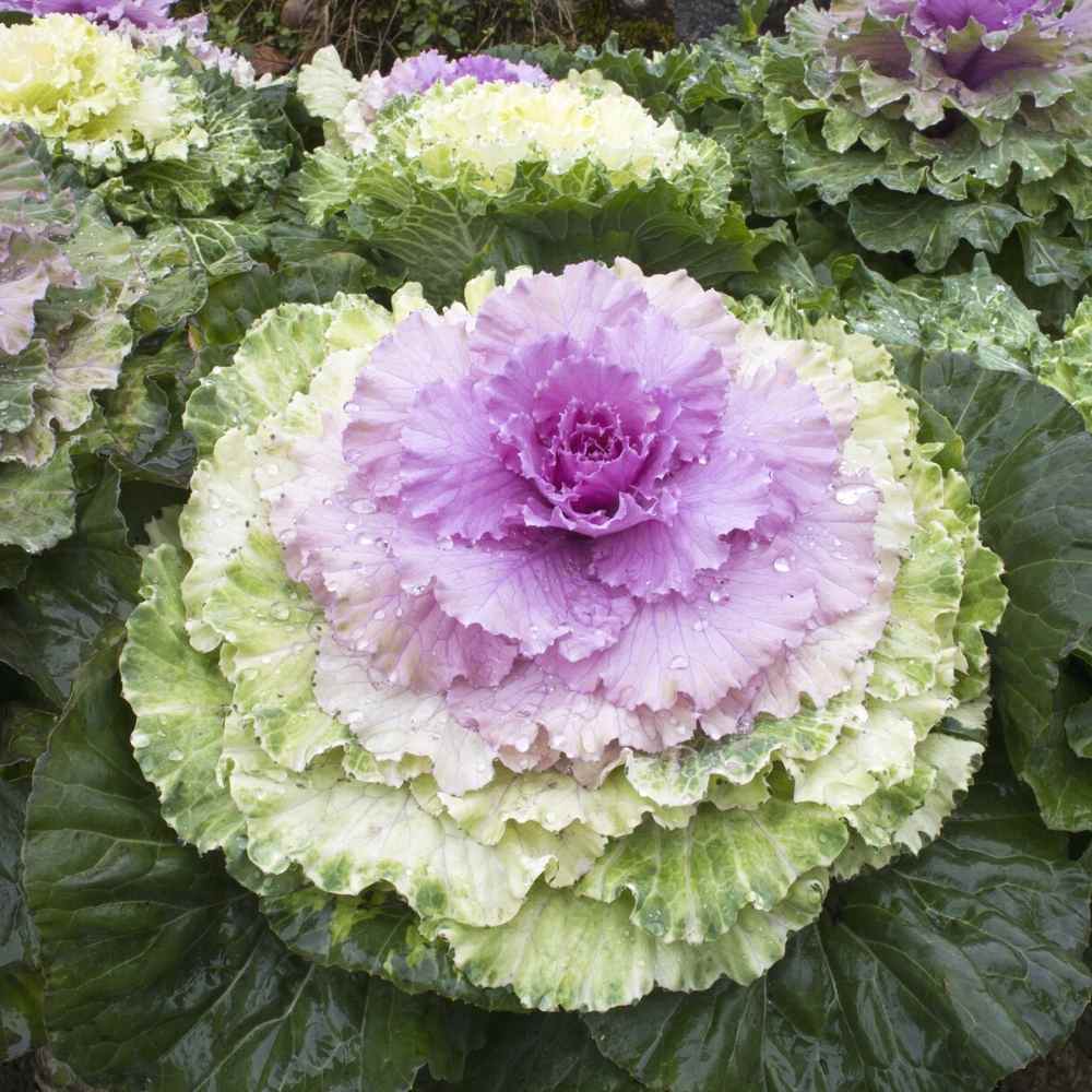 white kale flower seeds