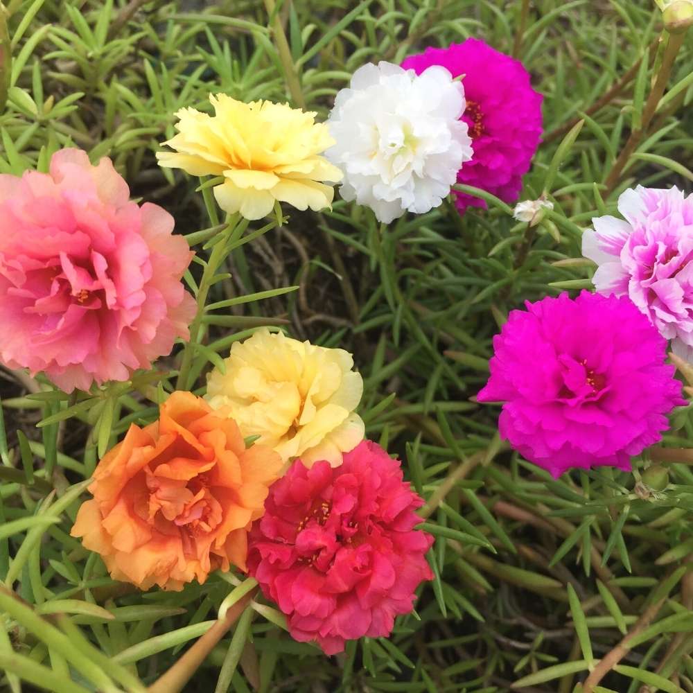 Gemischte Portulakröschen Blumensamen zum Pflanzen – Erbstück, gentechnikfrei, keimstark, Bio-Gartensamen