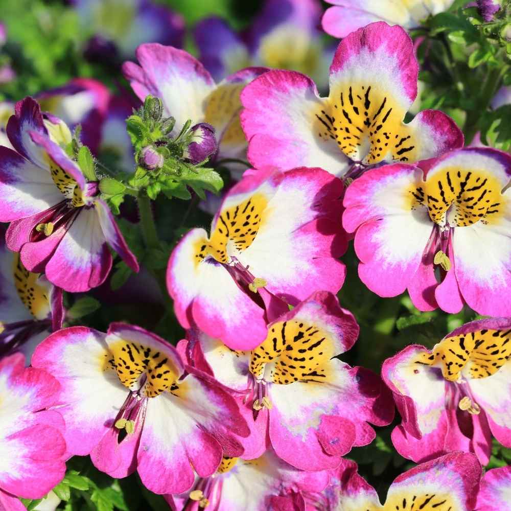 butterfly flower flower seeds
