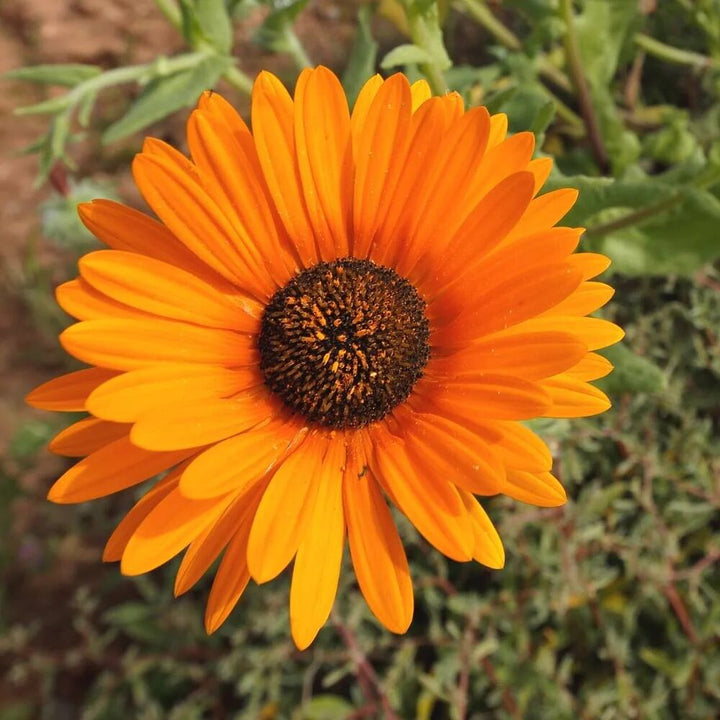 Orange Fastuosum Flower Seeds – Heirloom, Non-GMO, High Germination Seeds