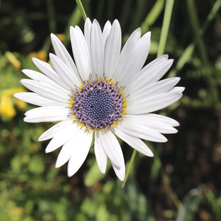 Arctotis Flower Seeds White for Planting – Heirloom Non-GMO High Germination Organic Seeds