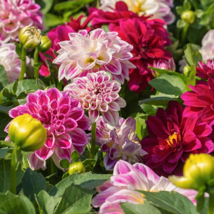Mixed Dahlia Variabilis Flower Seeds – Heirloom, Non-GMO, High Germination Seeds