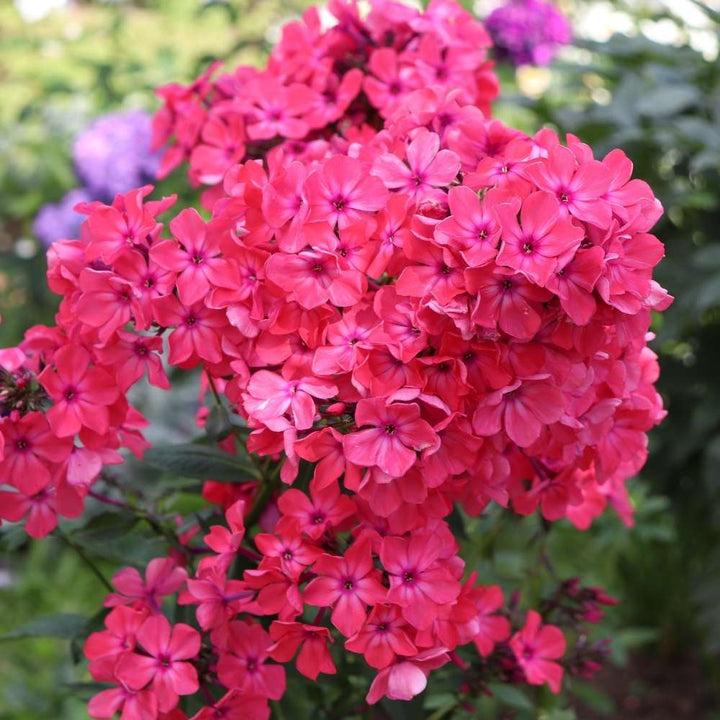 Fresh Red Phlox Flower Seeds – Heirloom Non-GMO High Germination Organic Garden Seeds