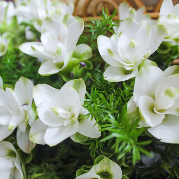 Curcuma Flower Seeds White for Planting – Heirloom Non-GMO High Germination Seeds