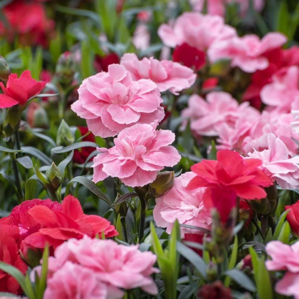 mixed mini flower seeds