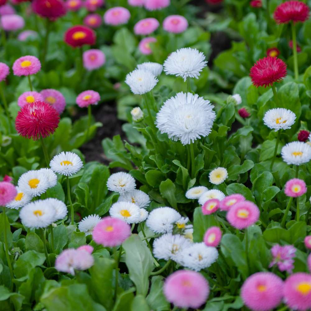 Mixed Marguerite Flower Seeds – Heirloom Non-GMO High Germination Seeds