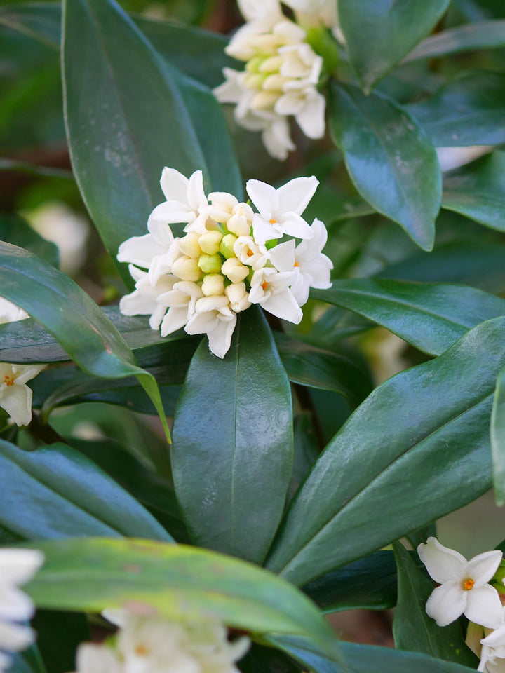 Daphne Flower Seeds White – Heirloom Non-GMO High Germination Organic Seeds