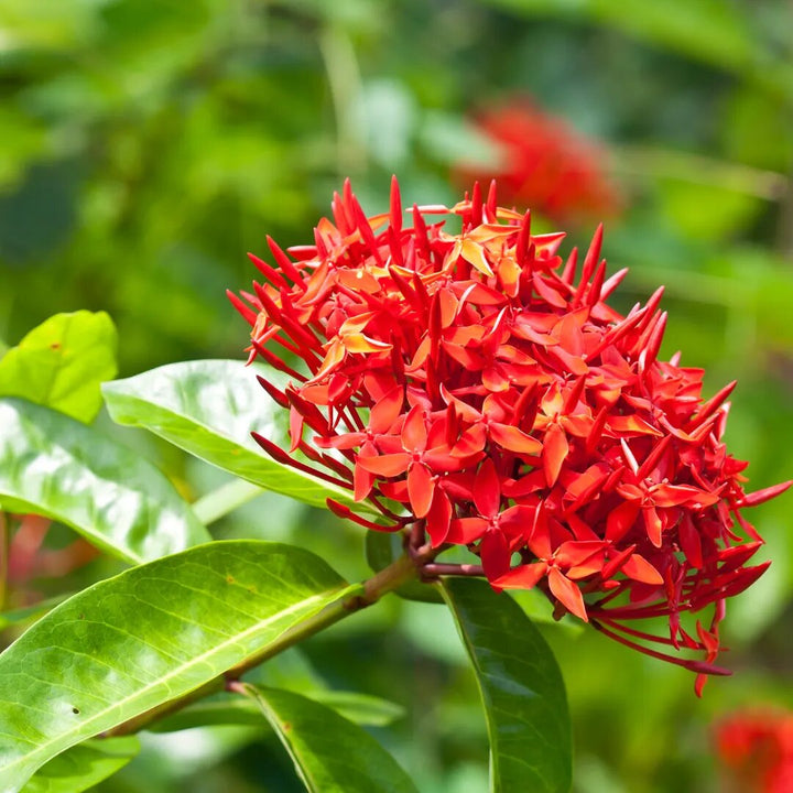 Red Ixora Flower Seeds – Heirloom, Non-GMO, High Germination Seeds