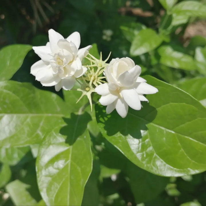 Semillas de flor de jazmín blanco para bonsái – Cimarrón, sin OGM, semillas de alta germinación