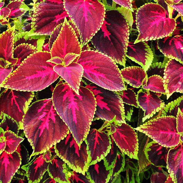 Mixed Coleus Seeds – Heirloom, Non-GMO, High Germination Organic Garden Seeds for Planting | Premium
