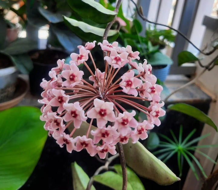 Hoya Carnosa Flower Seeds Pink – Seeds for Planting, Heirloom, Non-GMO, High Germination Organic Garden Seeds
